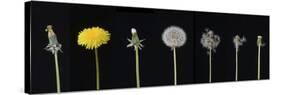 Dandelion (Taraxacum officinale), development from bud to seed. Digital composite-Adrian Davies-Stretched Canvas