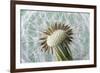 Dandelion (Taraxacum Officinale) Seed Head, Close, Norfolk, England, UK, May-Ernie Janes-Framed Photographic Print