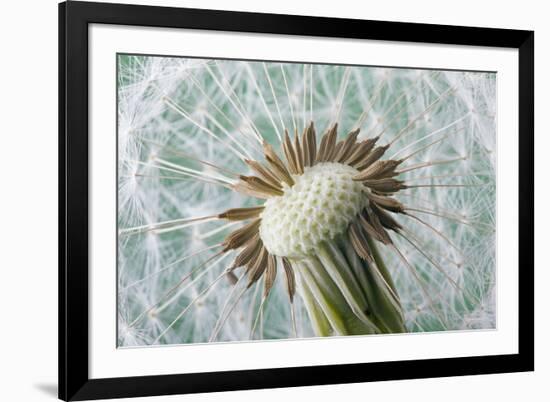 Dandelion (Taraxacum Officinale) Seed Head, Close, Norfolk, England, UK, May-Ernie Janes-Framed Photographic Print