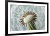 Dandelion (Taraxacum Officinale) Seed Head, Close, Norfolk, England, UK, May-Ernie Janes-Framed Photographic Print