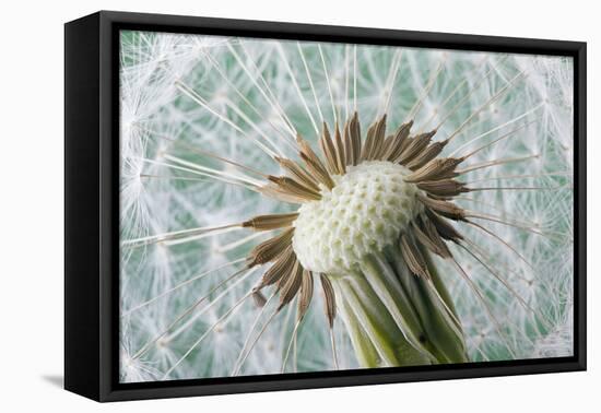 Dandelion (Taraxacum Officinale) Seed Head, Close, Norfolk, England, UK, May-Ernie Janes-Framed Stretched Canvas