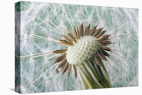 Dandelion (Taraxacum Officinale) Seed Head, Close, Norfolk, England, UK, May-Ernie Janes-Stretched Canvas