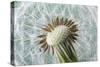 Dandelion (Taraxacum Officinale) Seed Head, Close, Norfolk, England, UK, May-Ernie Janes-Stretched Canvas
