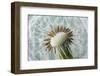 Dandelion (Taraxacum Officinale) Seed Head, Close, Norfolk, England, UK, May-Ernie Janes-Framed Photographic Print