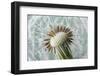 Dandelion (Taraxacum Officinale) Seed Head, Close, Norfolk, England, UK, May-Ernie Janes-Framed Photographic Print