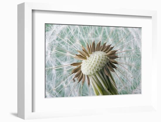 Dandelion (Taraxacum Officinale) Seed Head, Close, Norfolk, England, UK, May-Ernie Janes-Framed Photographic Print
