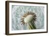 Dandelion (Taraxacum Officinale) Seed Head, Close, Norfolk, England, UK, May-Ernie Janes-Framed Photographic Print