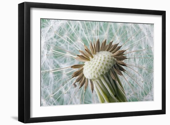 Dandelion (Taraxacum Officinale) Seed Head, Close, Norfolk, England, UK, May-Ernie Janes-Framed Photographic Print