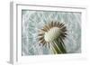 Dandelion (Taraxacum Officinale) Seed Head, Close, Norfolk, England, UK, May-Ernie Janes-Framed Photographic Print