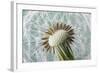 Dandelion (Taraxacum Officinale) Seed Head, Close, Norfolk, England, UK, May-Ernie Janes-Framed Photographic Print