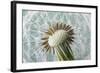 Dandelion (Taraxacum Officinale) Seed Head, Close, Norfolk, England, UK, May-Ernie Janes-Framed Photographic Print