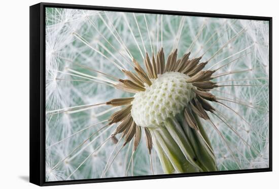 Dandelion (Taraxacum Officinale) Seed Head, Close, Norfolk, England, UK, May-Ernie Janes-Framed Stretched Canvas