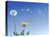 Dandelion (Taraxacum Officinale) Seeds Blowing in the Air-null-Stretched Canvas