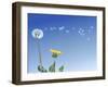 Dandelion (Taraxacum Officinale) Seeds Blowing in the Air-null-Framed Photographic Print