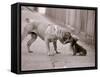 Dandelion the Chinese Shar Pei and Twiglet the Yorkshire Terrier, November 1981-null-Framed Stretched Canvas