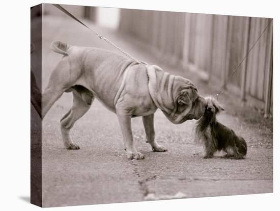 Dandelion the Chinese Shar Pei and Twiglet the Yorkshire Terrier, November 1981-null-Stretched Canvas