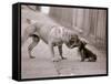 Dandelion the Chinese Shar Pei and Twiglet the Yorkshire Terrier, November 1981-null-Framed Stretched Canvas