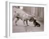 Dandelion the Chinese Shar Pei and Twiglet the Yorkshire Terrier, November 1981-null-Framed Photographic Print