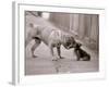 Dandelion the Chinese Shar Pei and Twiglet the Yorkshire Terrier, November 1981-null-Framed Photographic Print