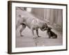 Dandelion the Chinese Shar Pei and Twiglet the Yorkshire Terrier, November 1981-null-Framed Photographic Print