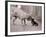 Dandelion the Chinese Shar Pei and Twiglet the Yorkshire Terrier, November 1981-null-Framed Photographic Print