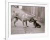 Dandelion the Chinese Shar Pei and Twiglet the Yorkshire Terrier, November 1981-null-Framed Photographic Print