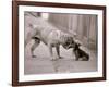 Dandelion the Chinese Shar Pei and Twiglet the Yorkshire Terrier, November 1981-null-Framed Photographic Print