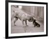 Dandelion the Chinese Shar Pei and Twiglet the Yorkshire Terrier, November 1981-null-Framed Photographic Print