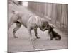 Dandelion the Chinese Shar Pei and Twiglet the Yorkshire Terrier, November 1981-null-Mounted Photographic Print