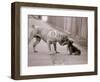 Dandelion the Chinese Shar Pei and Twiglet the Yorkshire Terrier, November 1981-null-Framed Photographic Print