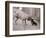 Dandelion the Chinese Shar Pei and Twiglet the Yorkshire Terrier, November 1981-null-Framed Photographic Print