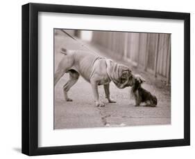 Dandelion the Chinese Shar Pei and Twiglet the Yorkshire Terrier, November 1981-null-Framed Photographic Print