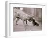 Dandelion the Chinese Shar Pei and Twiglet the Yorkshire Terrier, November 1981-null-Framed Photographic Print