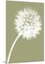 Dandelion Tilt (khaki)-Jenny Kraft-Mounted Art Print