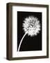 Dandelion Tilt-Jenny Kraft-Framed Art Print