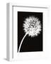 Dandelion Tilt-Jenny Kraft-Framed Art Print