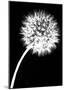 Dandelion Tilt-Jenny Kraft-Mounted Art Print