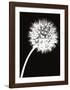 Dandelion Tilt-Jenny Kraft-Framed Art Print