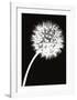 Dandelion Tilt-Jenny Kraft-Framed Art Print