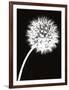 Dandelion Tilt-Jenny Kraft-Framed Art Print