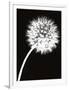 Dandelion Tilt-Jenny Kraft-Framed Art Print