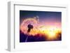 Dandelion to Sunset - Freedom to Wish-Romolo Tavani-Framed Photographic Print