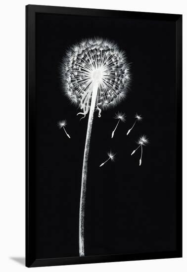 Dandelion Watercolor Painted Image-Surovtseva-Framed Art Print