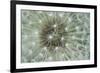 Dandelion Wish-Wild Wonders of Europe-Framed Giclee Print