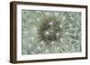 Dandelion Wish-Wild Wonders of Europe-Framed Giclee Print