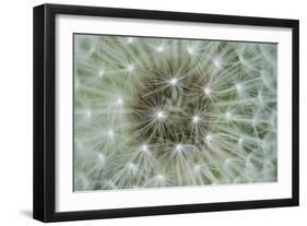 Dandelion Wish-Wild Wonders of Europe-Framed Giclee Print