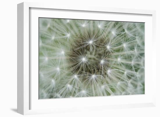 Dandelion Wish-Wild Wonders of Europe-Framed Giclee Print