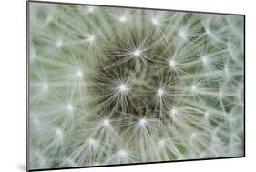 Dandelion Wish-Wild Wonders of Europe-Mounted Giclee Print