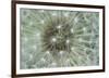 Dandelion Wish-Wild Wonders of Europe-Framed Giclee Print