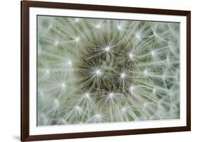 Dandelion Wish-Wild Wonders of Europe-Framed Giclee Print